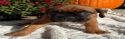 Boxer dogs for sale: Creed - Ad 3