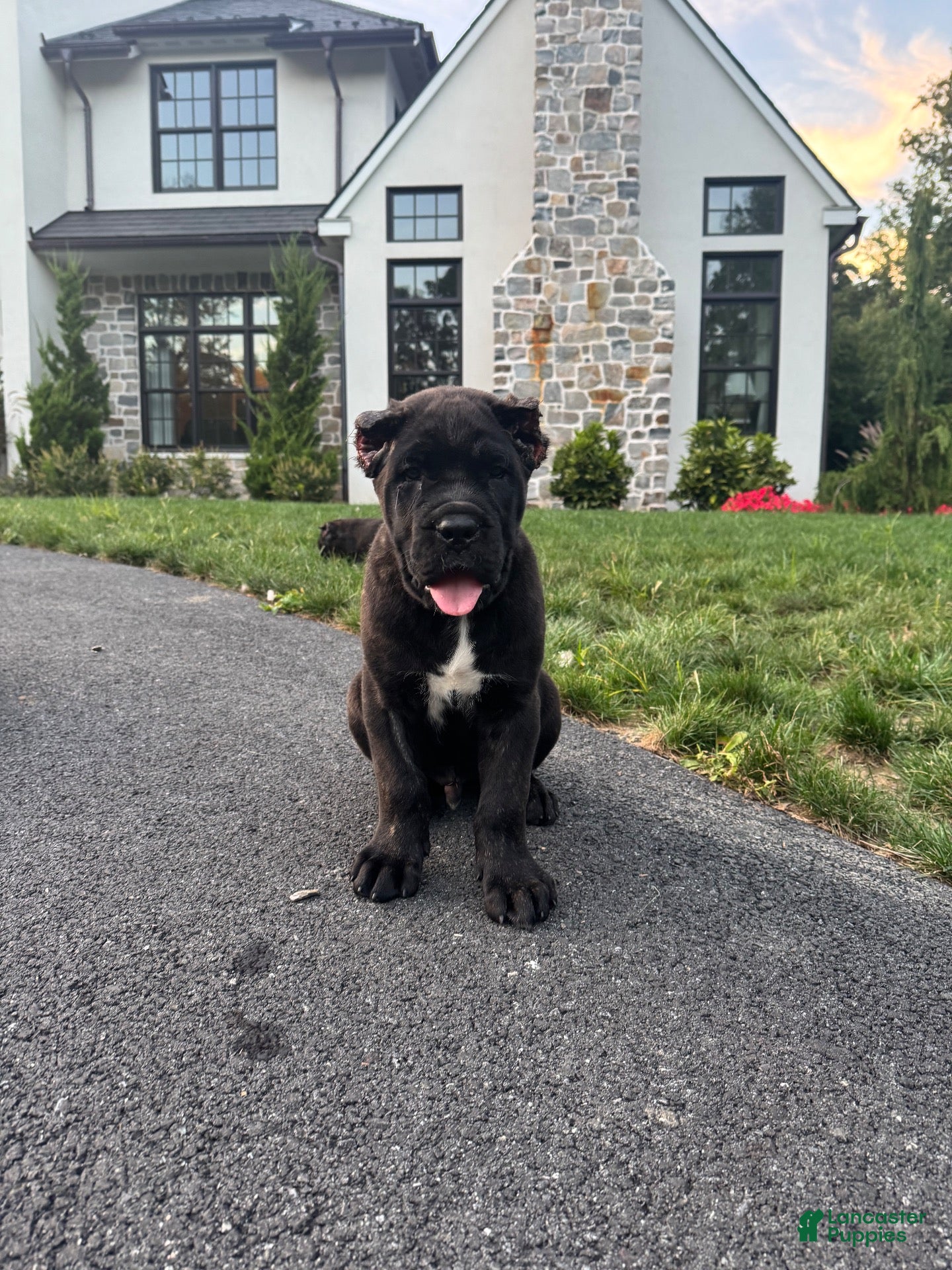 Cane Corso dogs Max - Ad 2