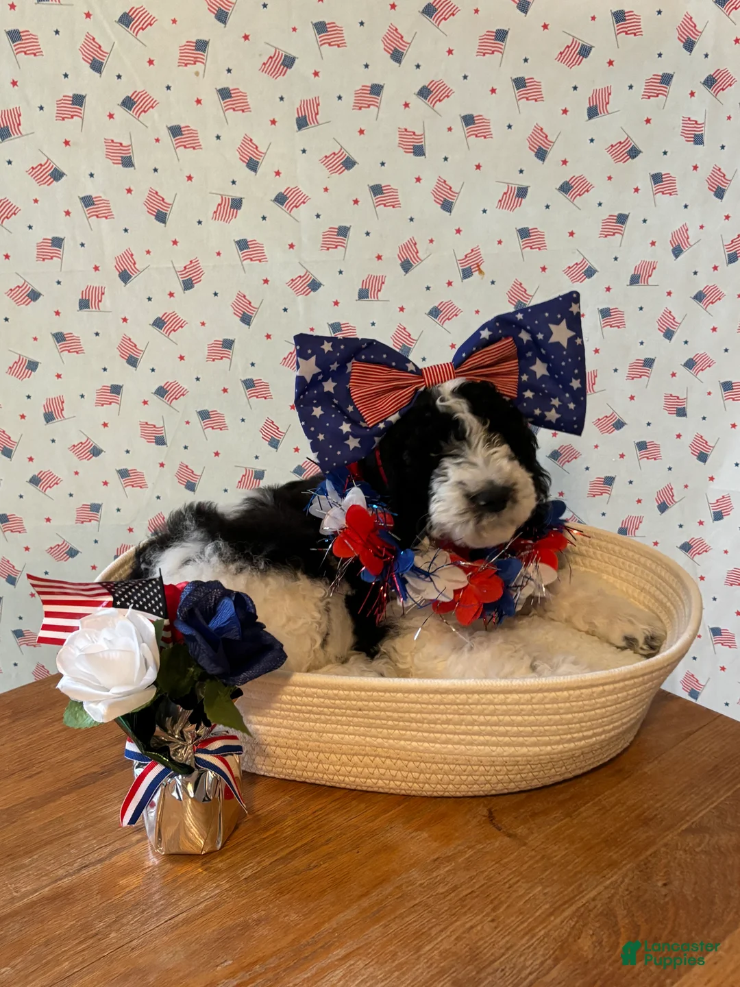 Bernedoodle dogs for sale: Sweetie - Ad 2