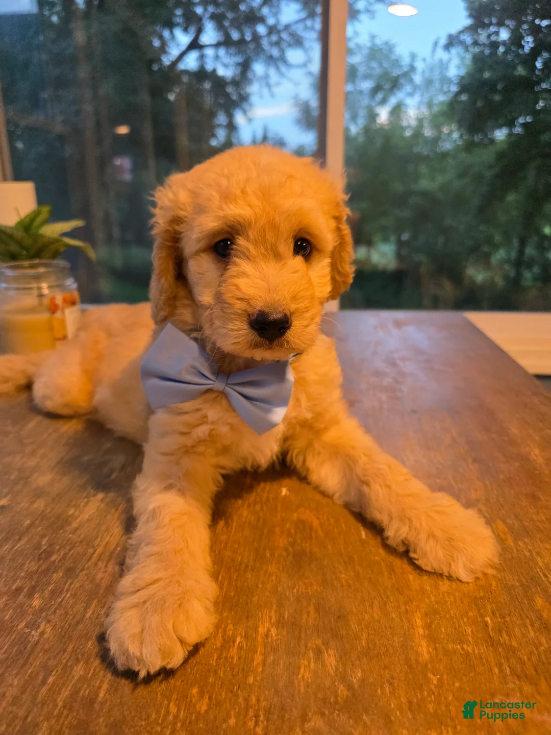 Goldendoodle dogs for sale: Benji - Ad 2