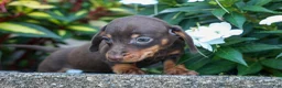 Miniature Dachshund dogs for sale: Zippy🐾 - Ad 16