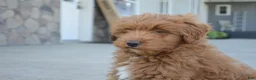 Mini Goldendoodle dogs for sale: Shaq - Ad 8
