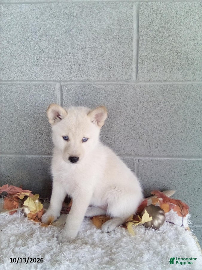 Pomsky dogs Lucy - Ad 1