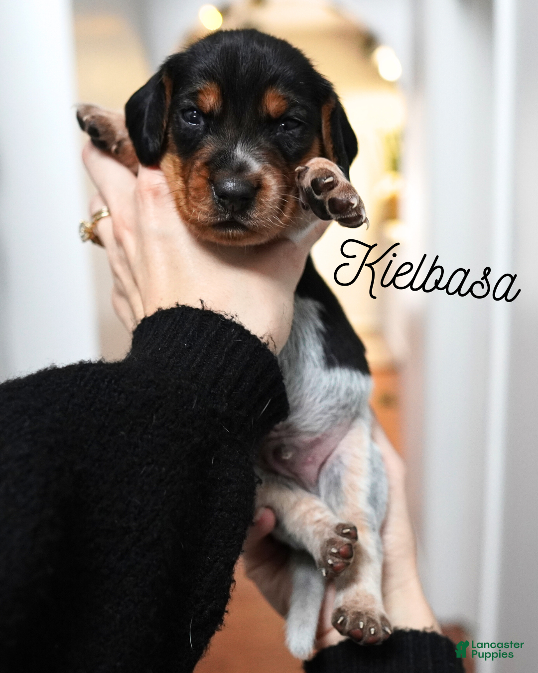 Beagle dogs for sale: Kielbasa - Ad 1