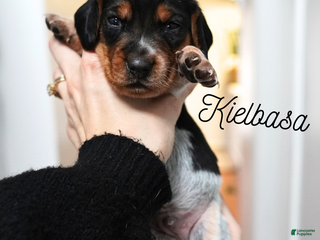 Beagle dogs Kielbasa - Ad 40