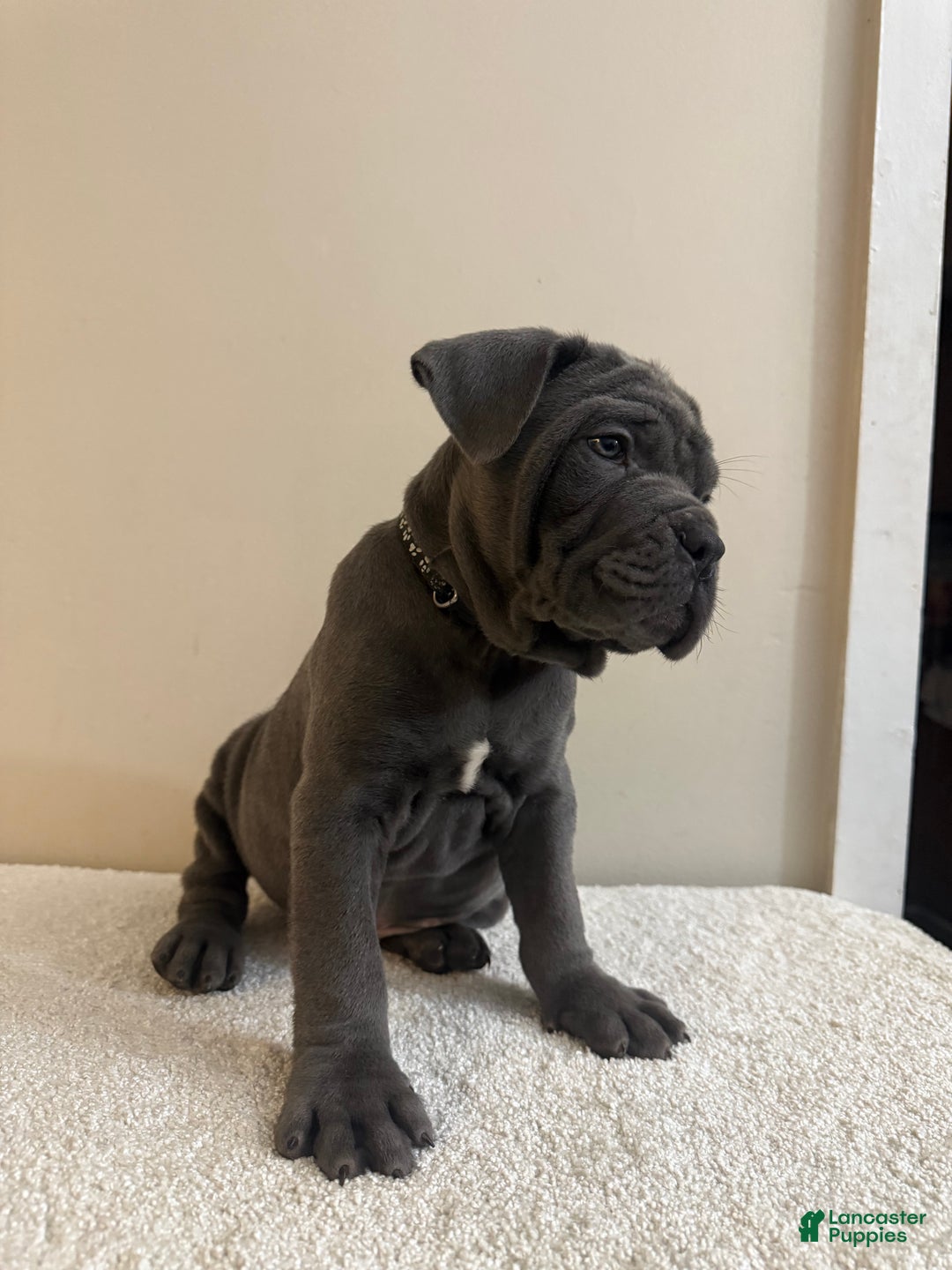 Cane Corso dogs for sale: Hulk  - Ad 5