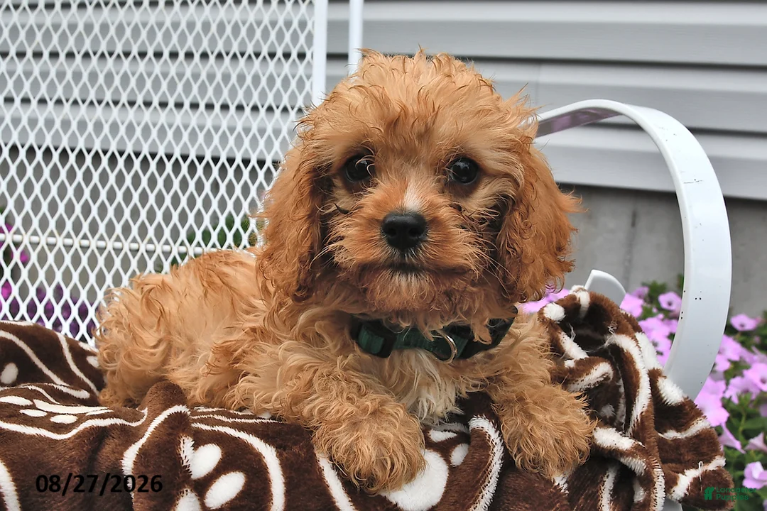 Cavapoo dogs for sale: Calvin - Ad 2
