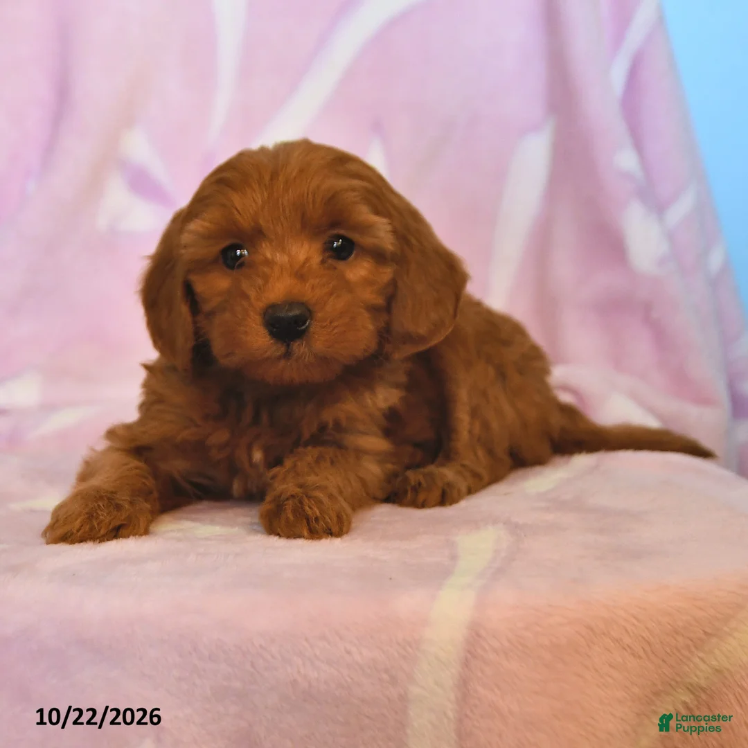 Mini Goldendoodle dogs for sale: Lippy - Ad 2