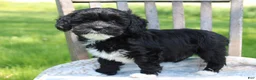 Havapoo dogs for sale: Tausha - Ad 2