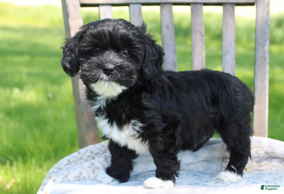 Havapoo dogs for sale: Tausha - Ad 2