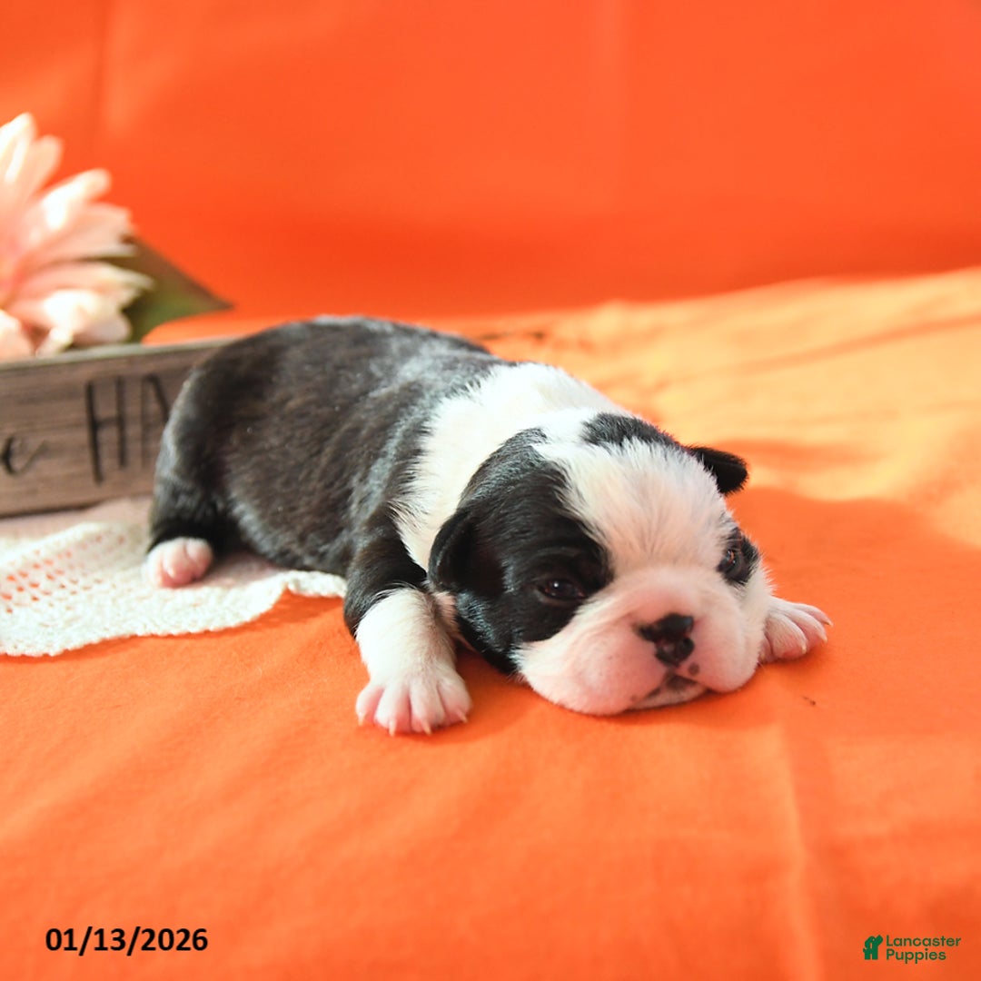 Boston Terrier dogs for sale: Rosie - Ad 2