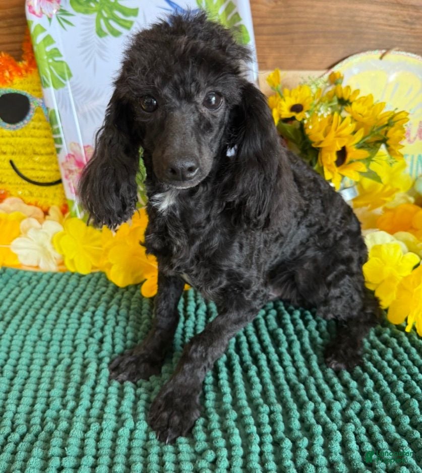 Toy Poodle dogs Raven - Ad 15