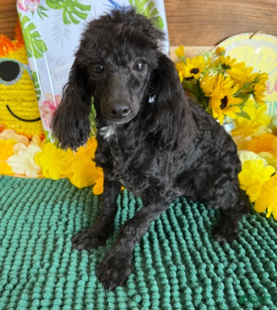 Toy Poodle dogs for sale: Raven - Ad 1