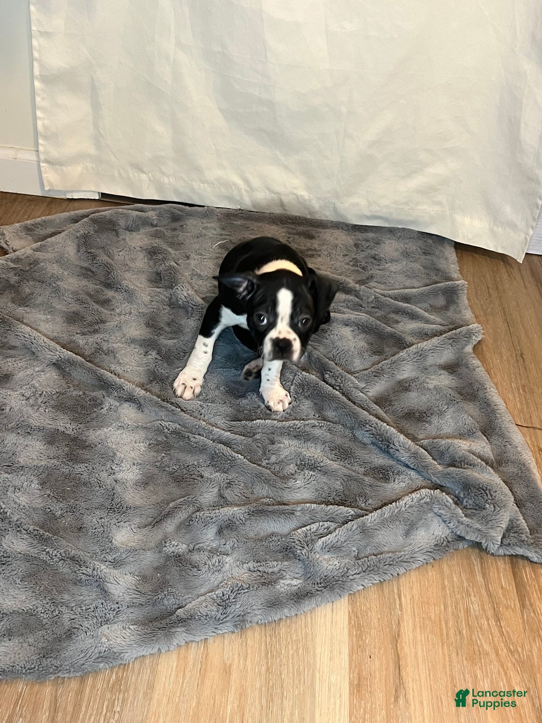Boston Terrier dogs for sale: Yoda may - Ad 1