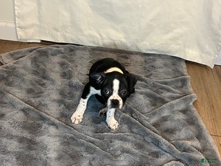 Boston Terrier dogs for sale: Yoda may - Ad 2