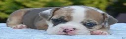 Mixed Breed dogs for sale: Willow mini bulldog hybrid  - Ad 6