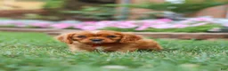 Cavalier King Charles Spaniel dogs for sale: Mason - Ad 7