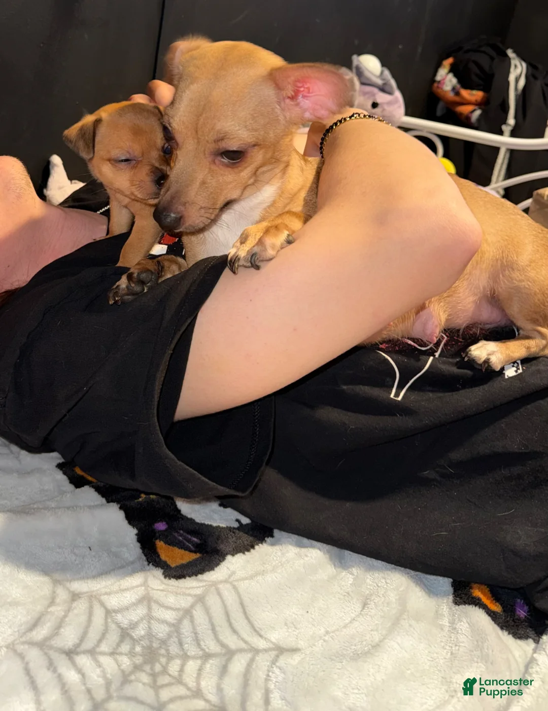 Mixed Breed dogs for sale: Gizmo - Ad 10