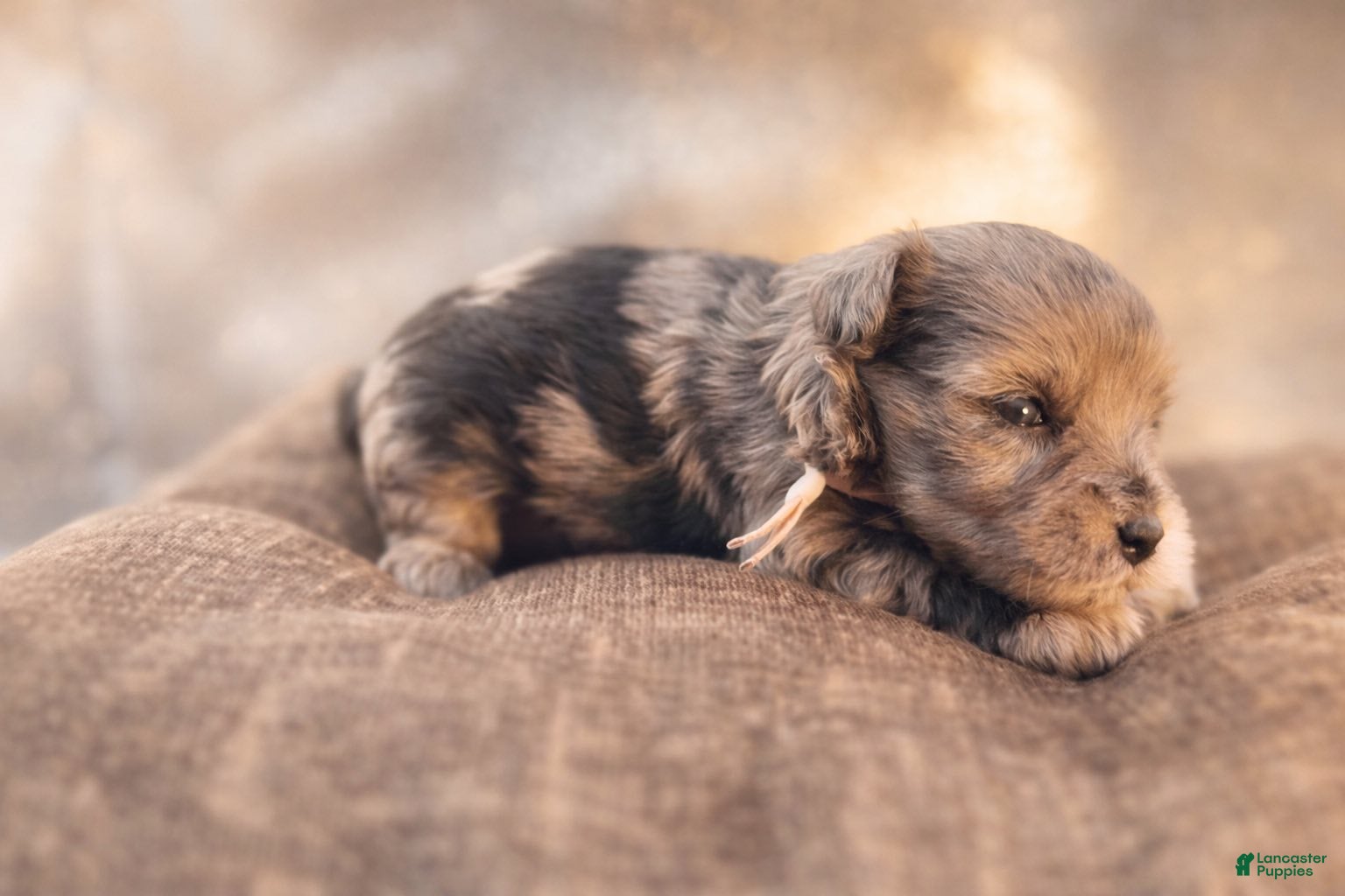 Miniature Schnauzer dogs Miss Chilly - Ad 1