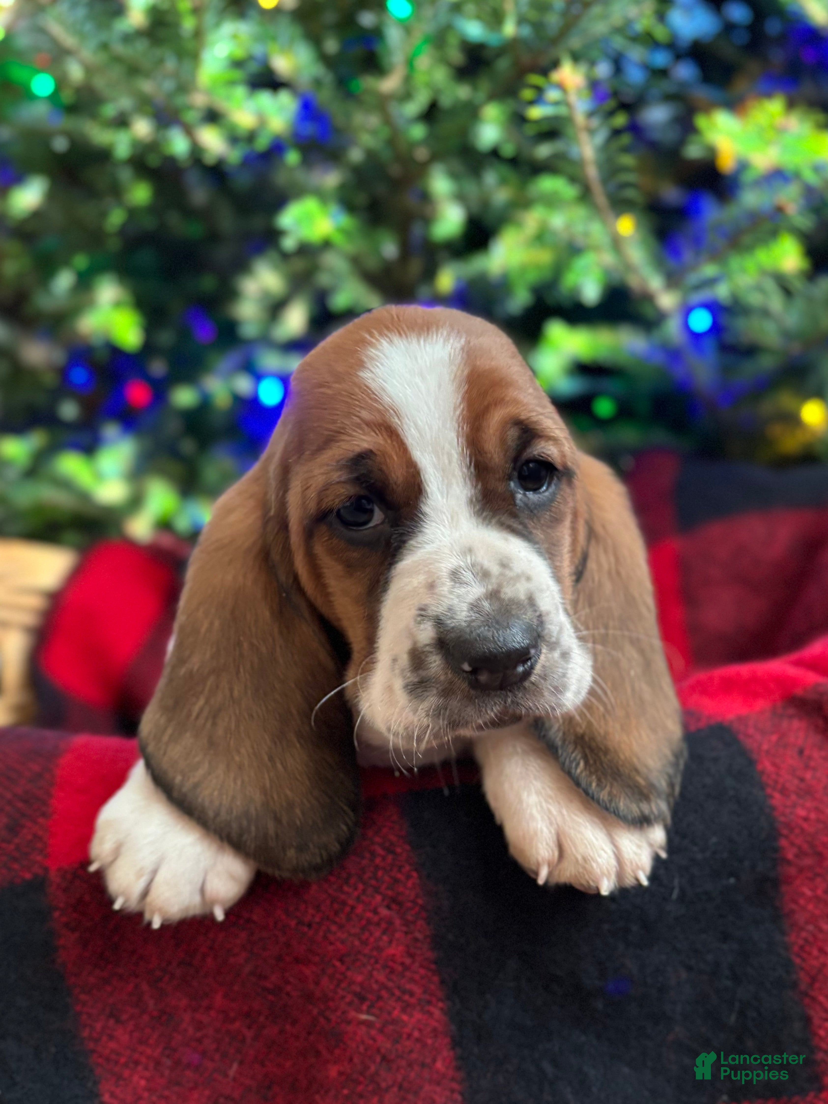 Basset Hound dogs Holly - Ad 4