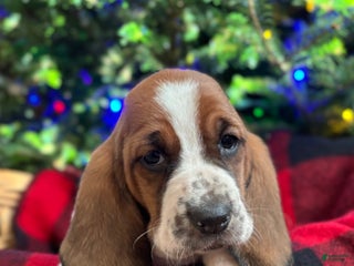 Basset Hound dogs Holly - Ad 26