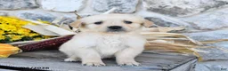 Golden Retriever dogs for sale: Buddy - Ad 3