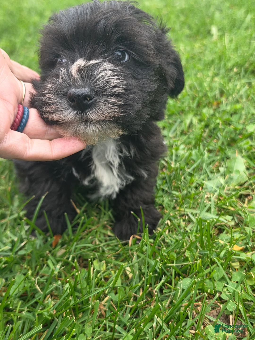 Mixed Breed dogs for sale: Mixed Breed Male 2 - Ad 2