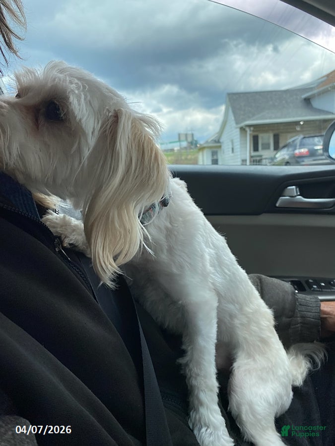 Malshi dogs Wayne - Ad 2