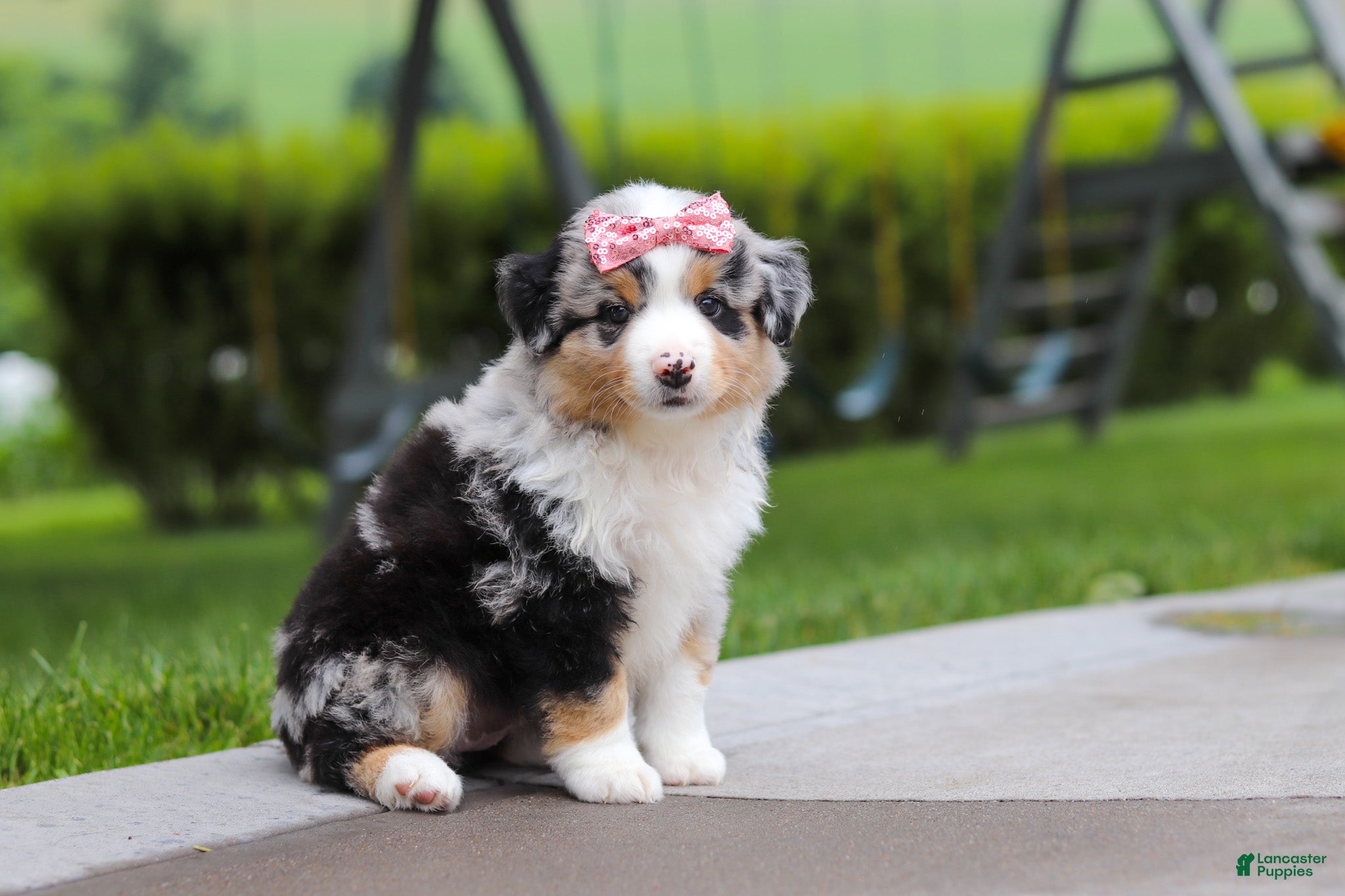 Miniature Australian Shepherd dogs Brittany - Ad 2