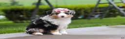 Miniature Australian Shepherd dogs for sale: Brittany - Ad 2
