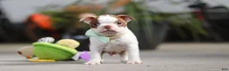 Boston Terrier dogs for sale: Shawn - Ad 1