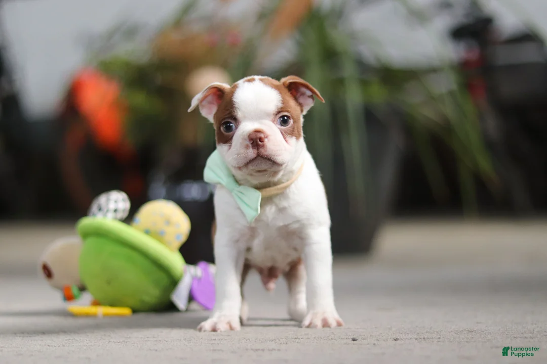 Boston Terrier dogs for sale: Shawn - Ad 1