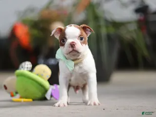 Boston Terrier dogs Shawn - Ad 2