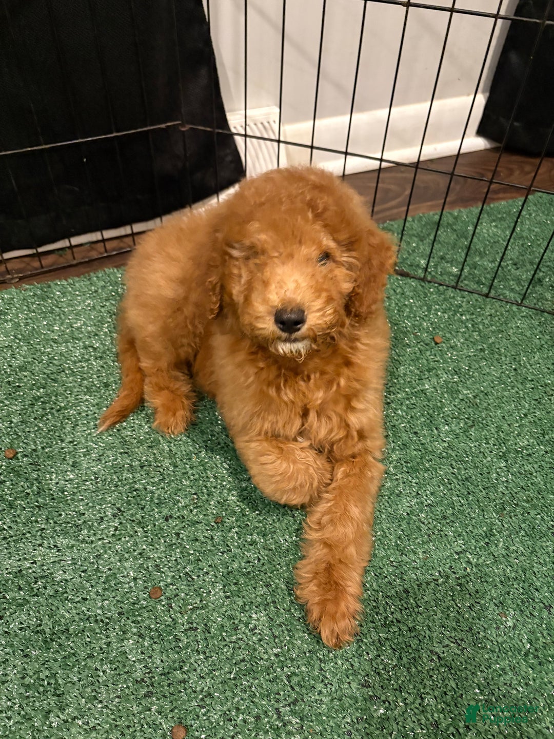 Miniature Poodle dogs for sale: Sammy - Ad 3