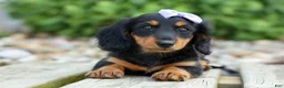 Miniature Dachshund dogs for sale: Sage 🐶 - Ad 12