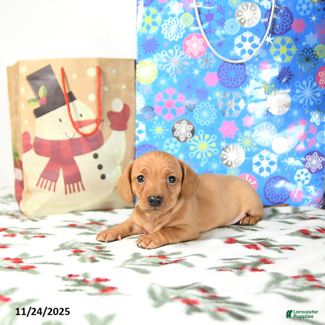 Miniature Dachshund dogs for sale: Lucy - Ad 4