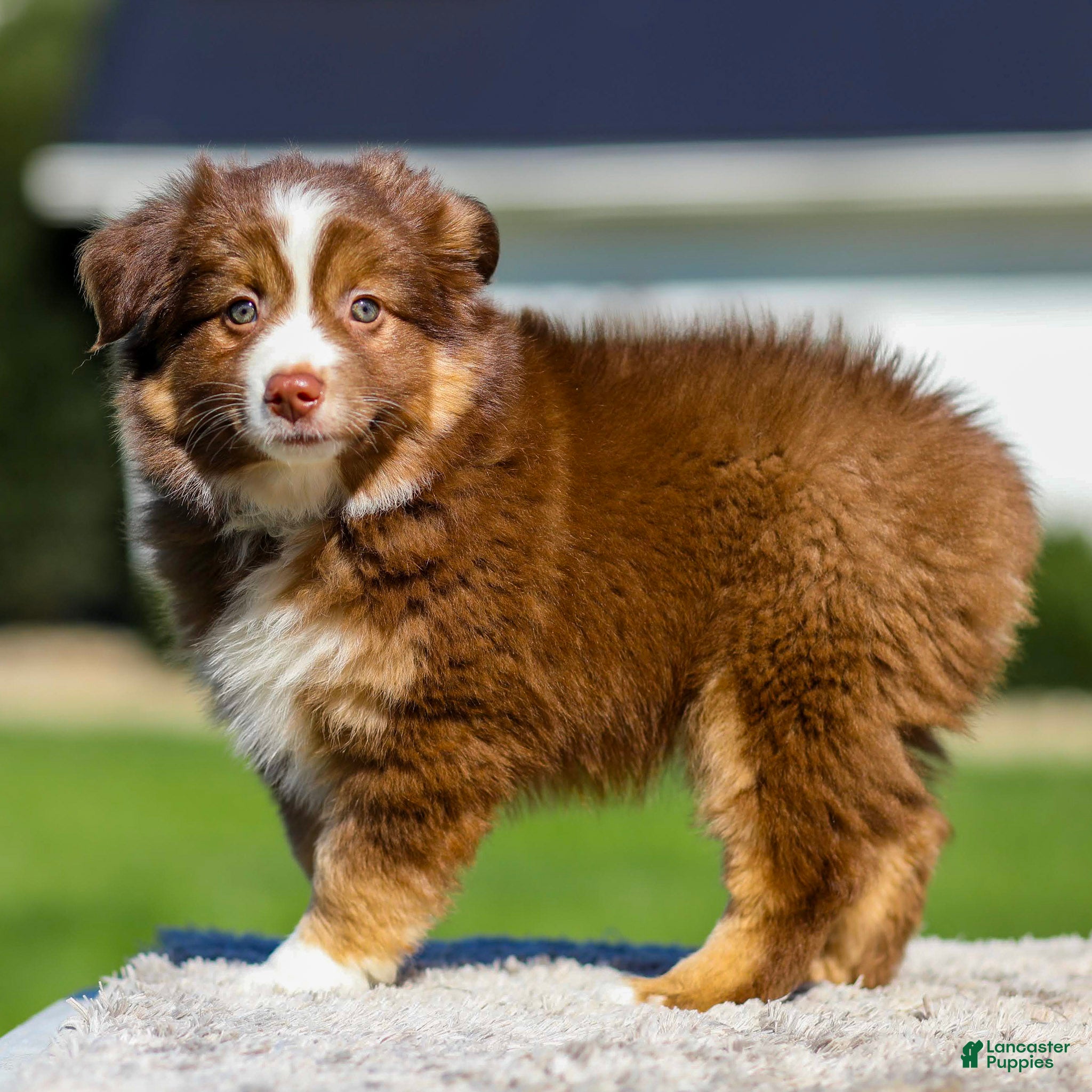 Miniature Australian Shepherd dogs Hans - Ad 2
