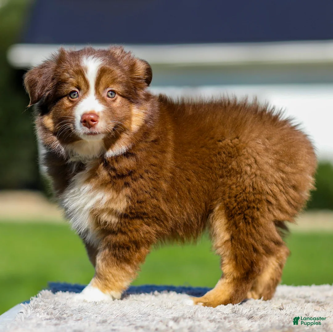 Miniature Australian Shepherd dogs for sale: Hans - Ad 2