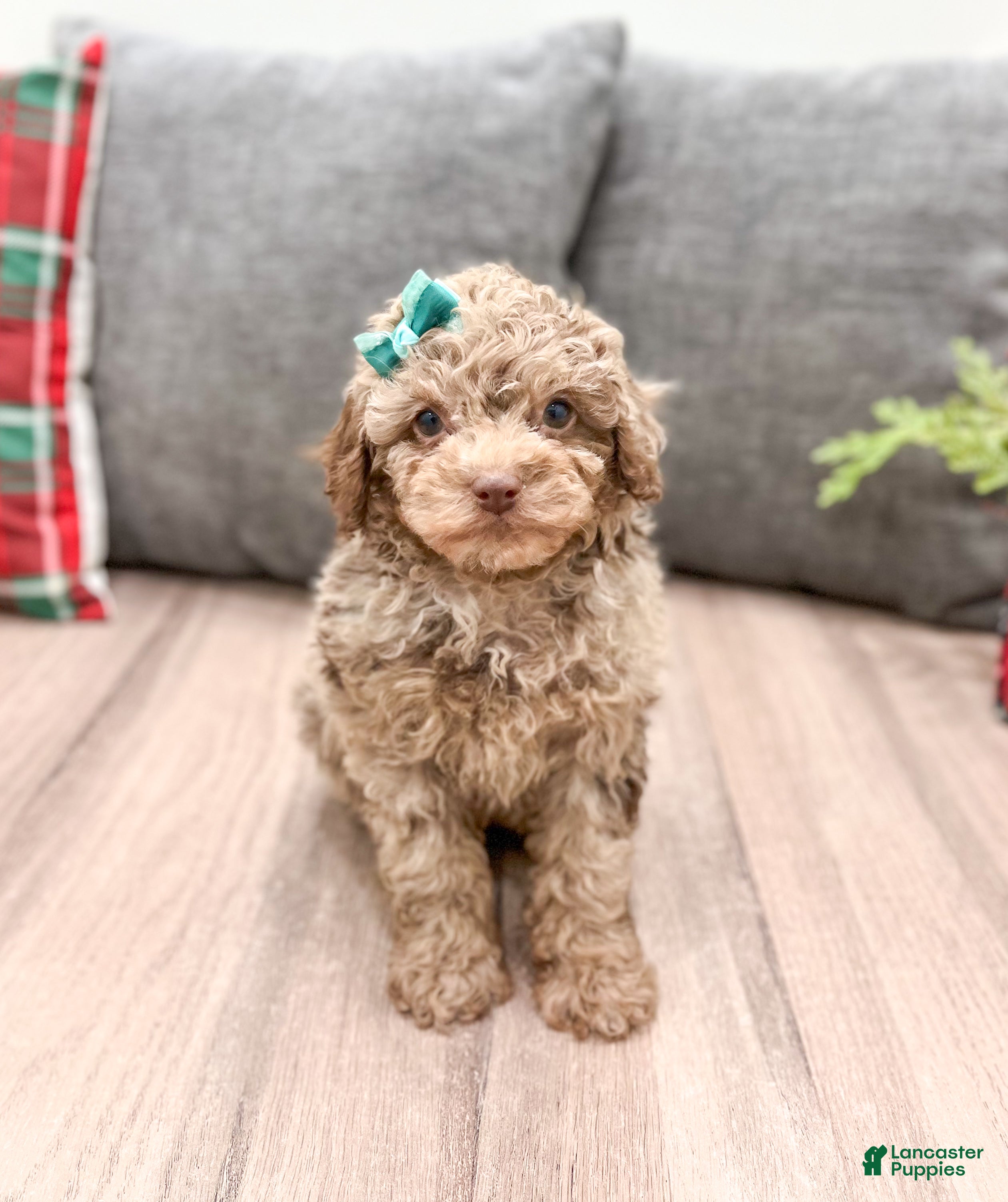 Miniature Poodle dogs Marla - Ad 18