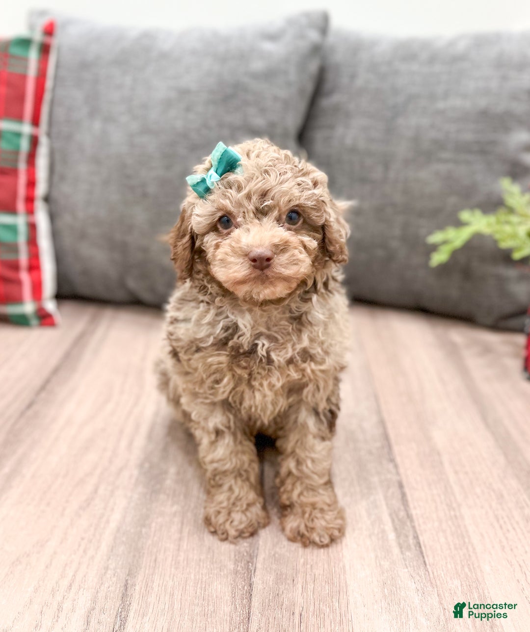 Miniature Poodle dogs for sale: Marla - Ad 1