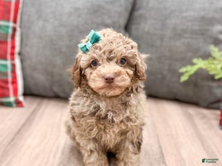 Miniature Poodle dogs Marla - Ad 22