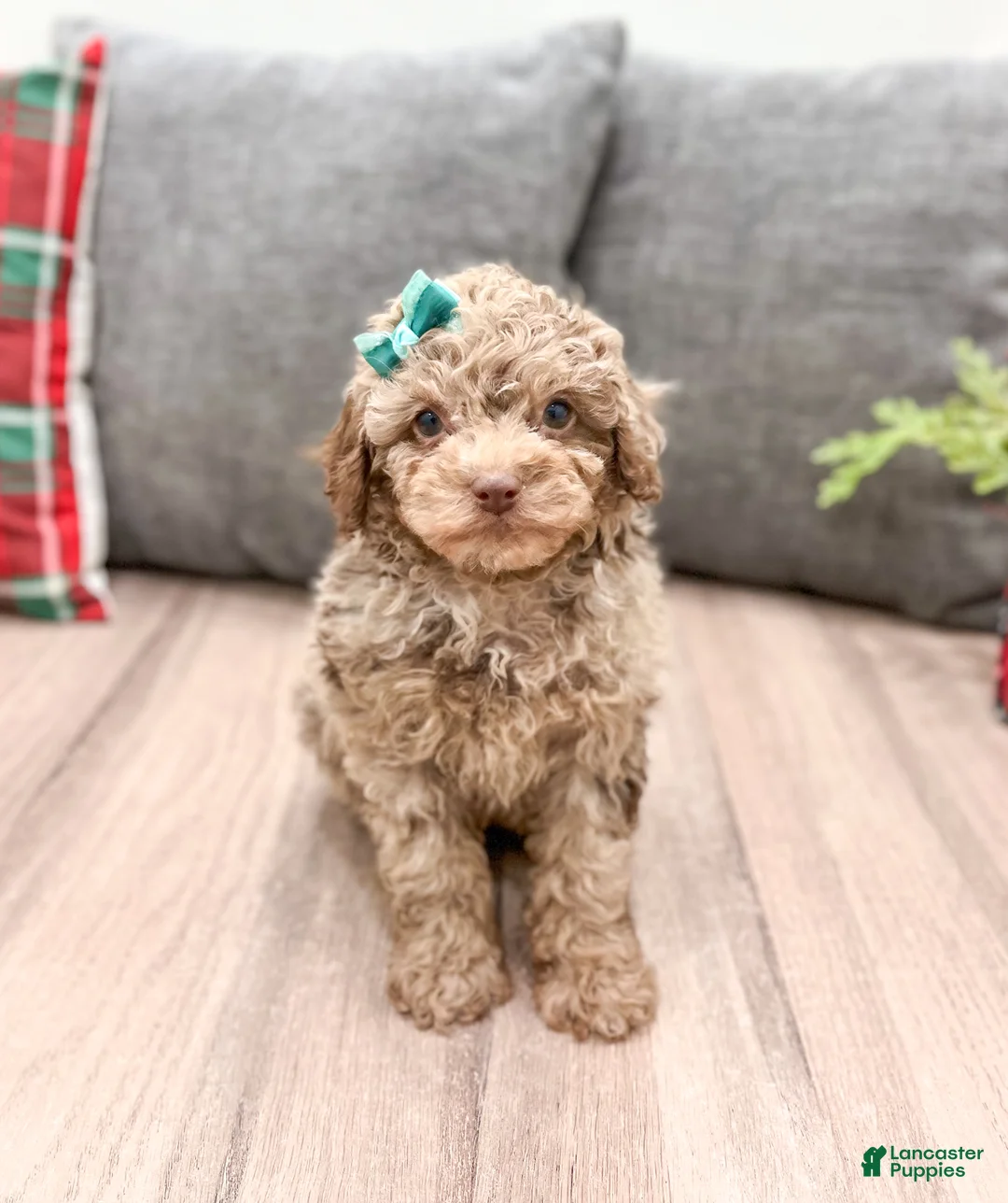 Miniature Poodle dogs for sale: Marla - Ad 1