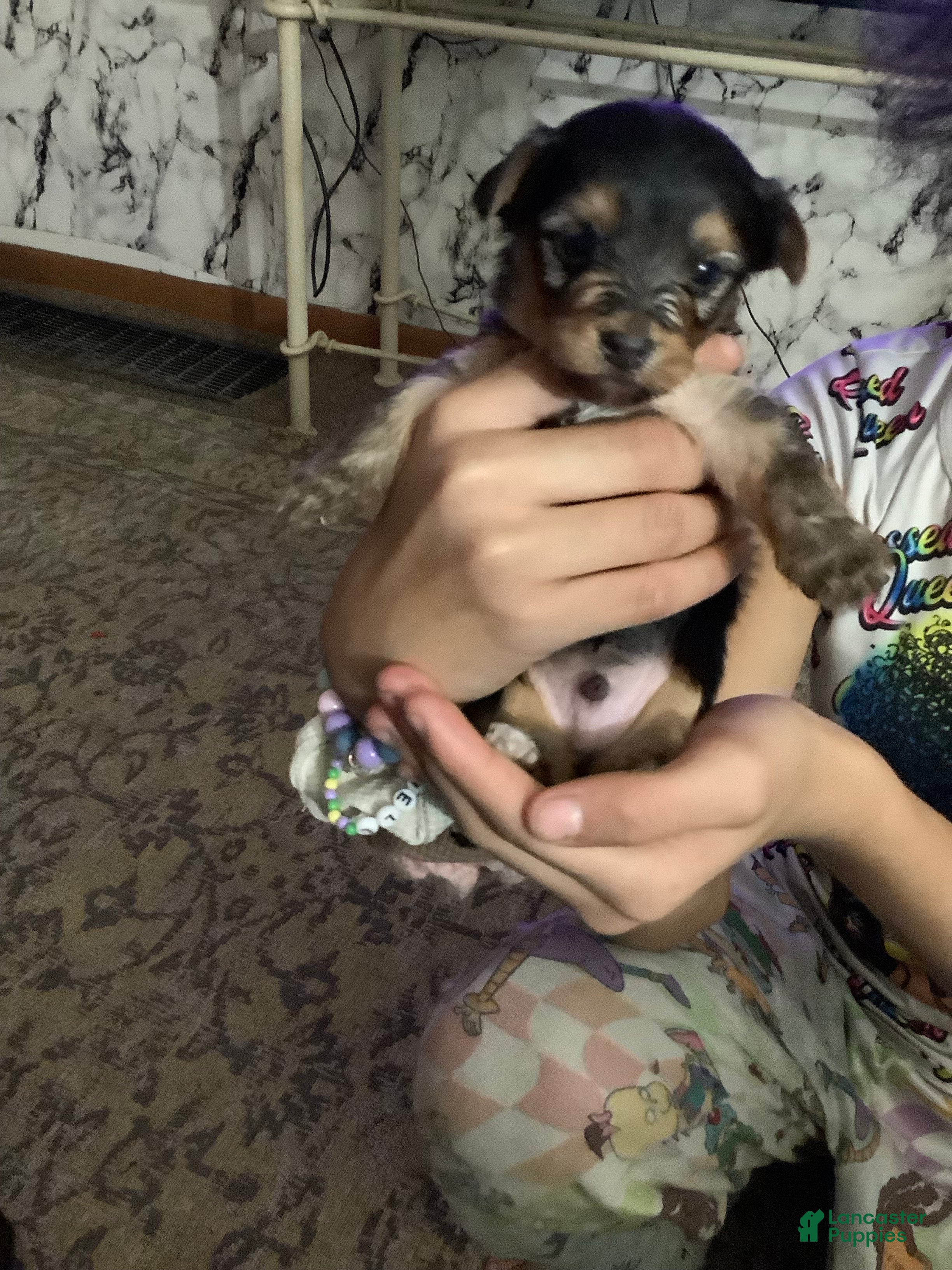 Mixed Breed dogs Joey - Ad 24