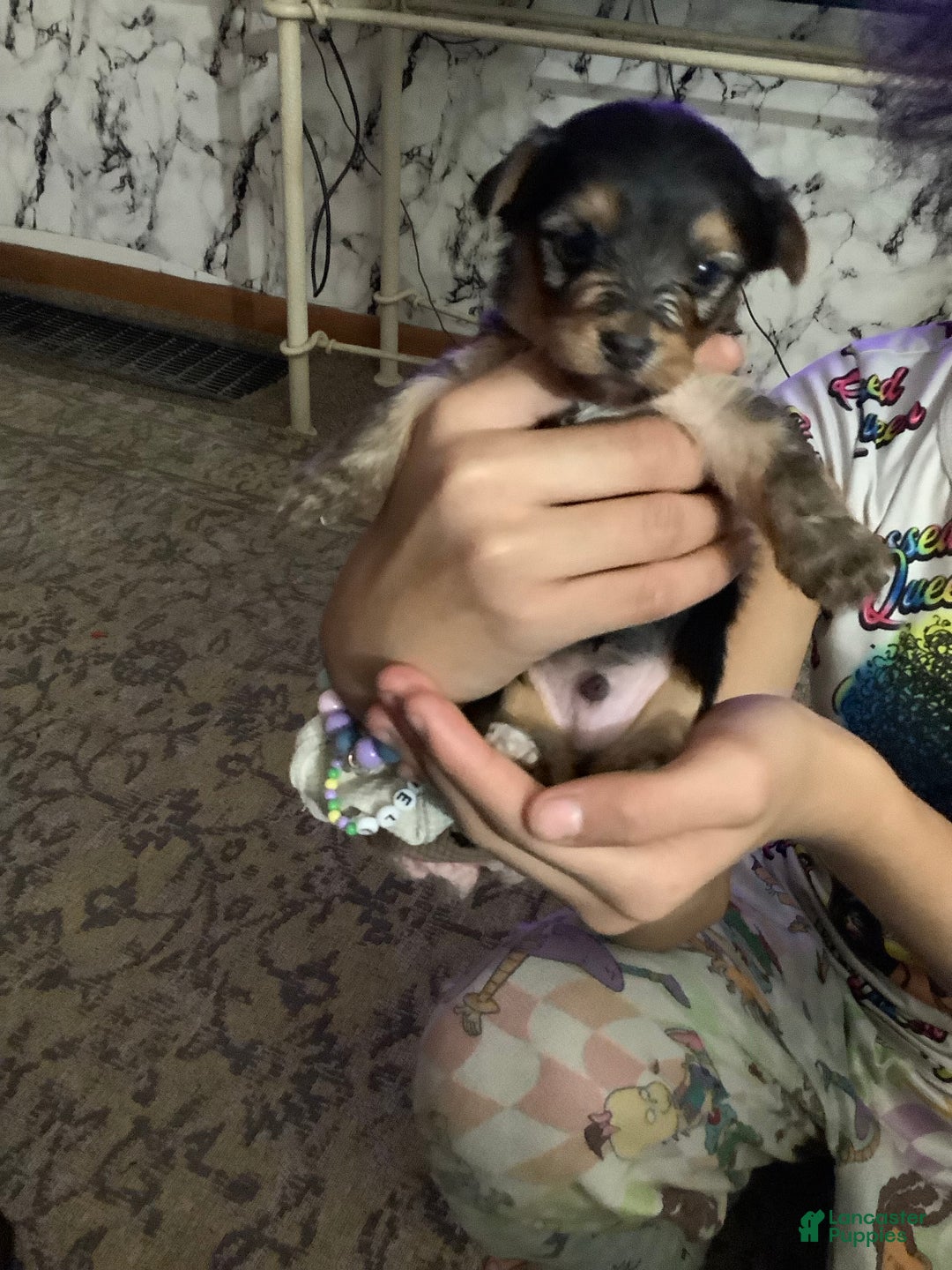 Mixed Breed dogs for sale: Joey - Ad 1