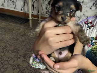 Mixed Breed dogs Joey - Ad 24