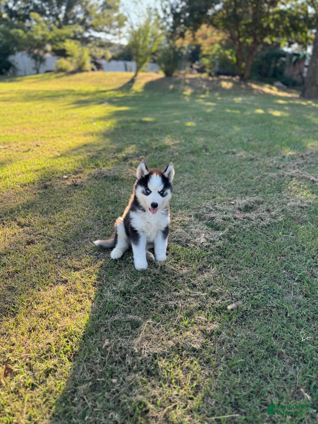 Siberian Husky dogs for sale: Siberian Husky Puppy 3 - Ad 16