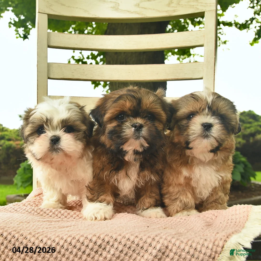 Shih Tzu dogs for sale: Lancelot - Ad 3