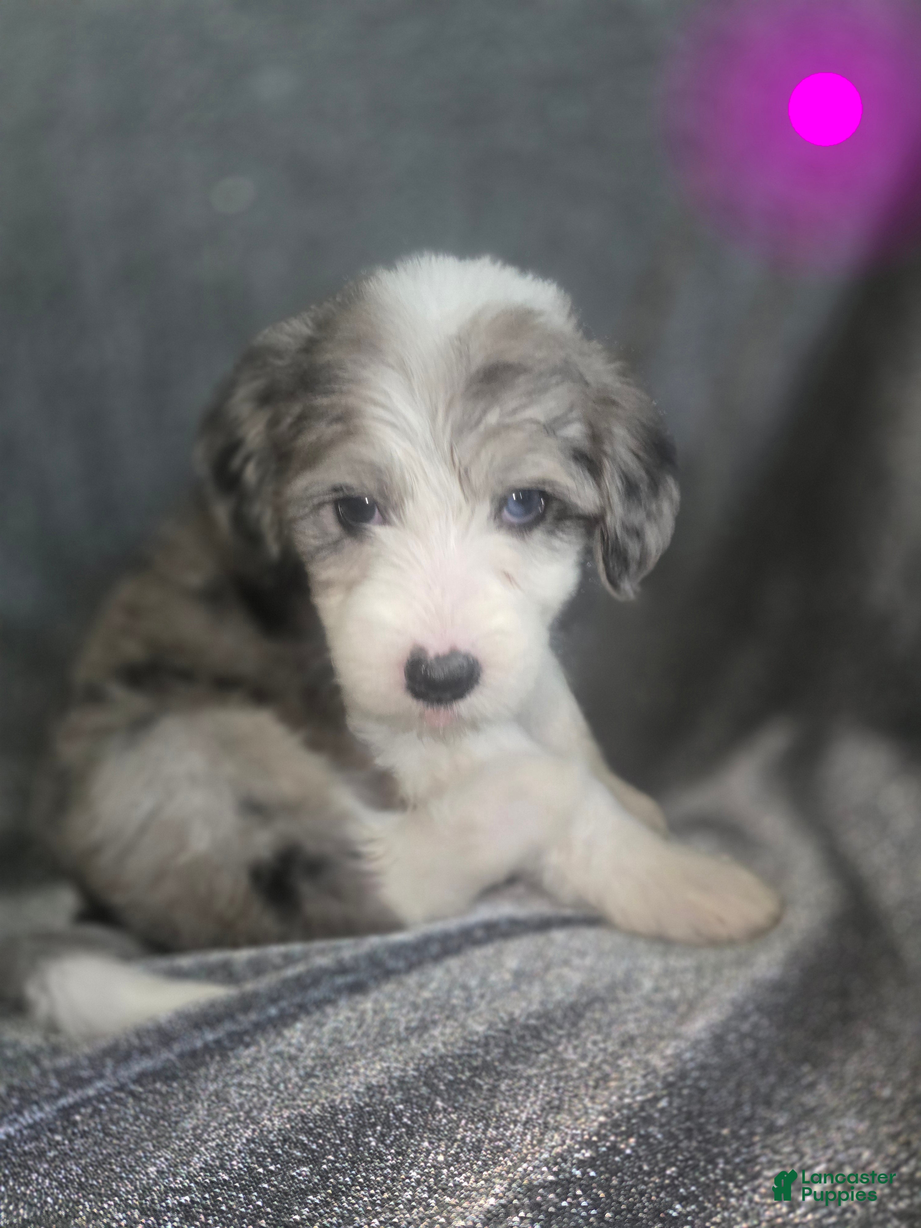 Sheepadoodle dogs Daisy-dark pink collar  - Ad 25