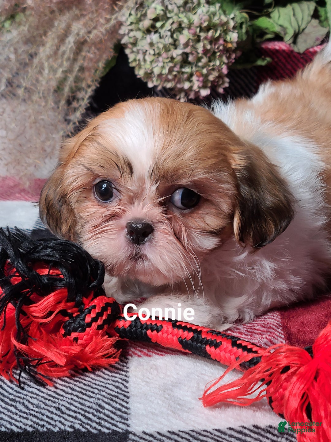 Shih Tzu Connie for sale in Sugarcreek Lancaster Puppies - Main Image