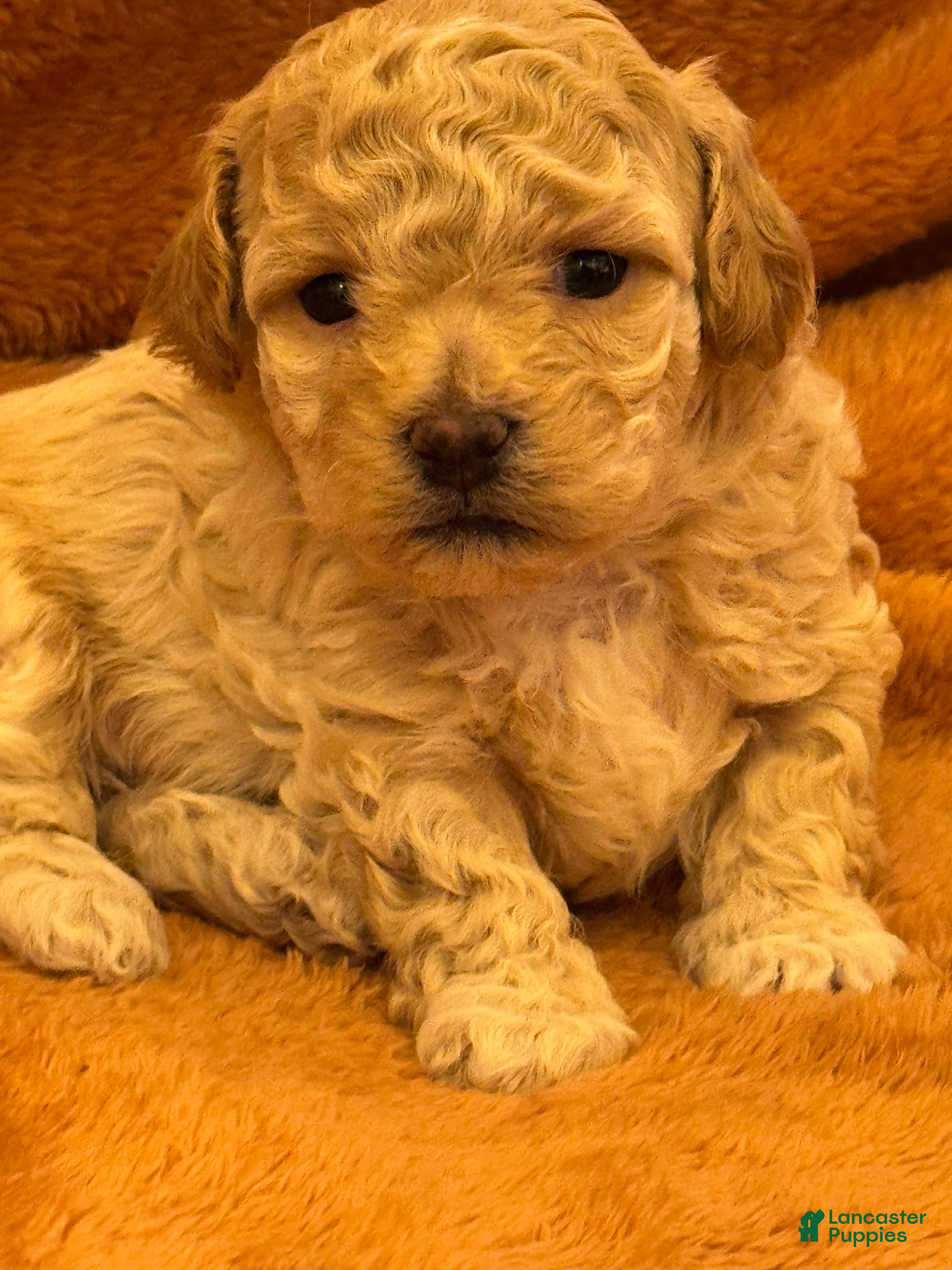 Shihpoo dogs for sale: Massimo - Ad 1